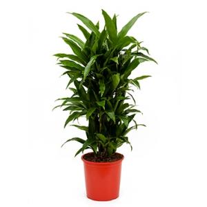 Dracaena janet craig multi vertakt kamerplant Dracaena janet craig multi vertakt kamerplant