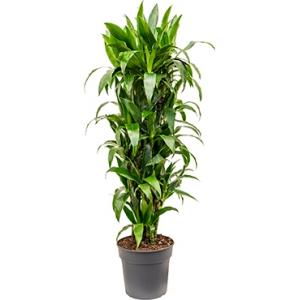 Dracaena janet craig M kamerplant Dracaena janet craig M kamerplant