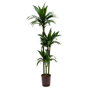 Dracaena janet craig trio hydrocultuur plant Dracaena janet craig trio hydrocultuur plant