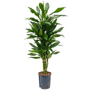 Dracaena janet lind paloma hydrocultuur plant Dracaena janet lind paloma hydrocultuur plant