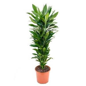 Dracaena janet lind XXL kamerplant Dracaena janet lind XXL kamerplant