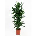 Dracaena janet lind L kamerplant