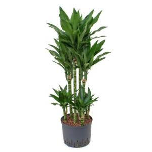 Dracaena janet lind torin hydrocultuur plant Dracaena janet lind torin hydrocultuur plant