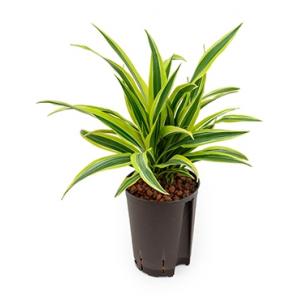 Dracaena lemon lime tumbes hydrocultuur plant Dracaena lemon lime tumbes hydrocultuur plant
