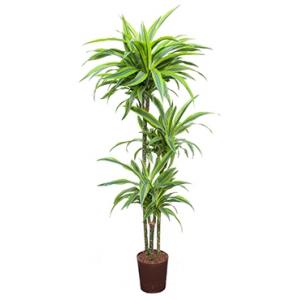 Dracaena lemon lime santoa hydrocultuur plant Dracaena lemon lime santoa hydrocultuur plant