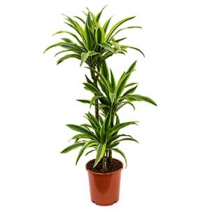 Dracaena lemon lime stam L kamerplant Dracaena lemon lime stam L kamerplant