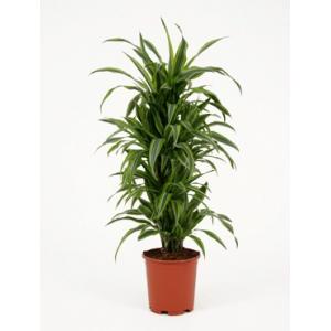 Dracaena lemon lime multi S kamerplant Dracaena lemon lime multi S kamerplant