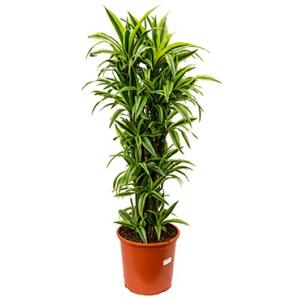 Dracaena lemon lime multi M kamerplant Dracaena lemon lime multi M kamerplant