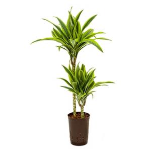 Dracaena lemon lime ate hydrocultuur plant Dracaena lemon lime ate hydrocultuur plant