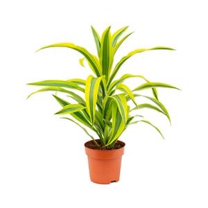Dracaena lemon lime kop S kamerplant Dracaena lemon lime kop S kamerplant