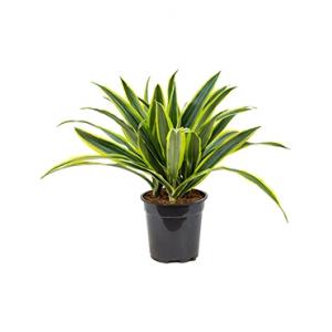 Dracaena lemon lime kop M kamerplant Dracaena lemon lime kop M kamerplant