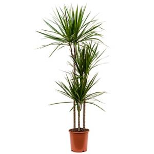 Dracaena marginata M kamerplant Dracaena marginata M kamerplant