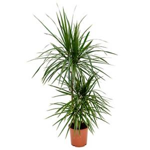Dracaena marginata S kamerplant Dracaena marginata S kamerplant