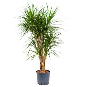 Dracaena marginata XL hydrocultuur plant Dracaena marginata XL hydrocultuur plant