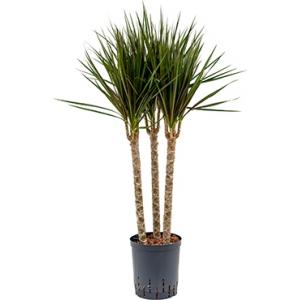 Dracaena marginata spider trio 45 hydrocultuur plant Dracaena marginata spider trio 45 hydrocultuur plant