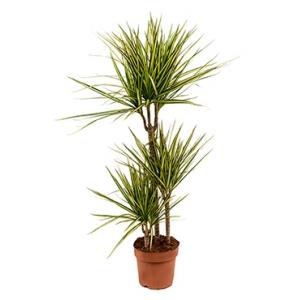 Dracaena marginata sunray M kamerplant Dracaena marginata sunray M kamerplant