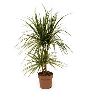 Dracaena marginata sunray S kamerplant Dracaena marginata sunray S kamerplant