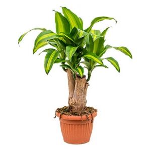 Dracaena massangeana M kamerplant Dracaena massangeana M kamerplant