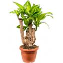 Dracaena massangeana L kamerplant