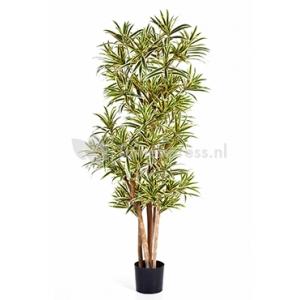 Kunstplant Dracaena reflexa L Kunstplant Dracaena reflexa L