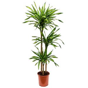 Dracaena riki M kamerplant Dracaena riki M kamerplant