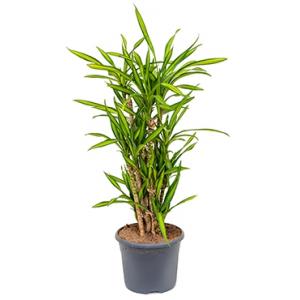 Dracaena riki multi M kamerplant Dracaena riki multi M kamerplant