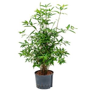 Dracaena surculosa cantik hydrocultuur plant Dracaena surculosa cantik hydrocultuur plant
