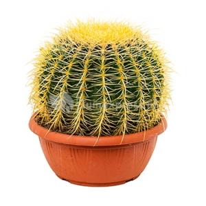 Echinocactus grusonii XS kamerplant Echinocactus grusonii XS kamerplant