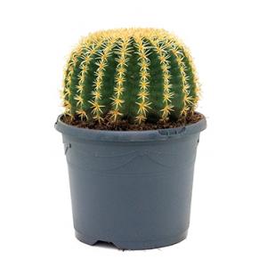 Echinocactus grusonii intermedius kamerplant Echinocactus grusonii intermedius kamerplant