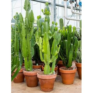 Euphorbia cactus acruensis XL kamerplant Euphorbia cactus acruensis XL kamerplant