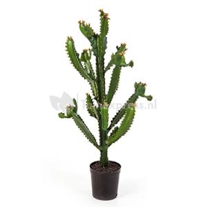 Kunstplant Euphorbia cactus XL Kunstplant Euphorbia cactus XL