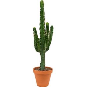 Euphorbia cactus erytrea M kamerplant Euphorbia cactus erytrea M kamerplant