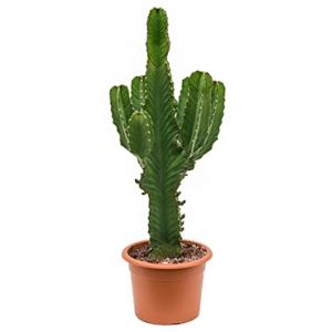 Euphorbia cactus ingens chihuahua kamerplant Euphorbia cactus ingens chihuahua kamerplant