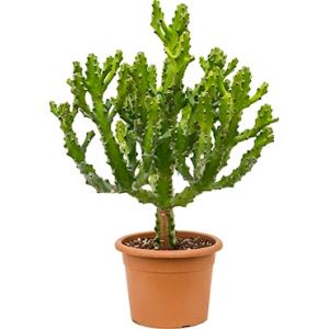 Euphorbia cactus mayuranathanii XL kamerplant Euphorbia cactus mayuranathanii XL kamerplant