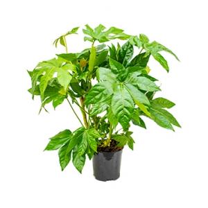 Vingerplant Fatsia japonica S kamerplant Vingerplant Fatsia japonica S kamerplant