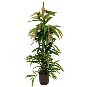 Ficus amstel king toef S hydrocultuur plant Ficus amstel king toef S hydrocultuur plant
