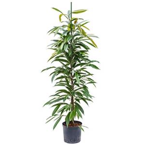 Ficus amstel king toef M hydrocultuur plant Ficus amstel king toef M hydrocultuur plant