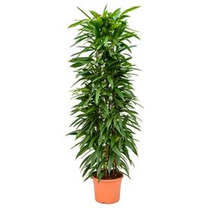 Ficus amstel king columnae kamerplant Ficus amstel king columnae kamerplant