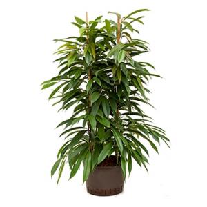 Ficus amstel king 2pp hydrocultuur plant Ficus amstel king 2pp hydrocultuur plant