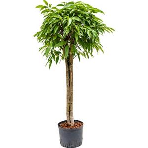 Ficus amstel king stam 3 hydrocultuur plant Ficus amstel king stam 3 hydrocultuur plant