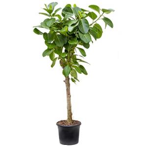 Ficus benghalensis altissima kamerplant Ficus benghalensis altissima kamerplant