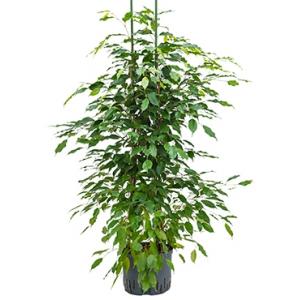 Ficus benjamina 2pp hydrocultuur plant Ficus benjamina 2pp hydrocultuur plant