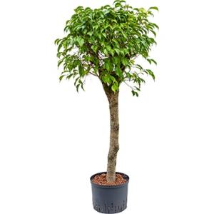 Ficus benjamina stam L hydrocultuur plant Ficus benjamina stam L hydrocultuur plant