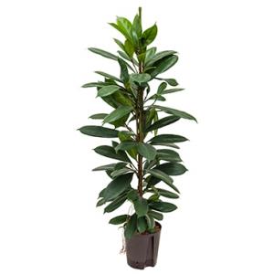 Ficus cyathistipula 2pp L hydrocultuur plant Ficus cyathistipula 2pp L hydrocultuur plant