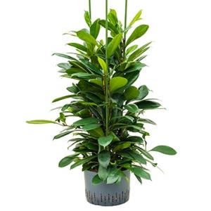 Ficus cyathistipula 6pp M hydrocultuur plant Ficus cyathistipula 6pp M hydrocultuur plant