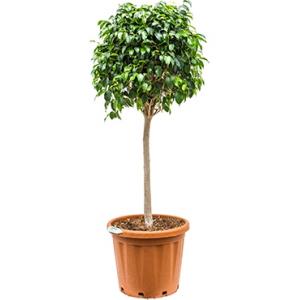 Ficus danielle L kamerplant Ficus danielle L kamerplant