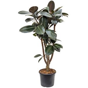 Ficus elastica abidjan vertakt kamerplant Ficus elastica abidjan vertakt kamerplant