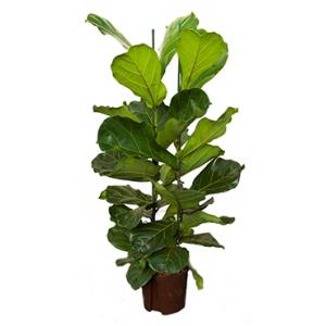 Ficus lyrata 2pp S hydrocultuur plant Ficus lyrata 2pp S hydrocultuur plant
