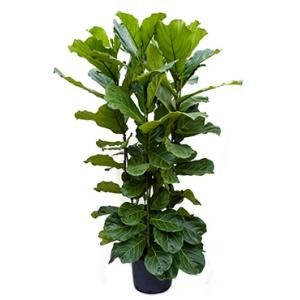 Ficus lyrata 4pp hydrocultuur plant Ficus lyrata 4pp hydrocultuur plant