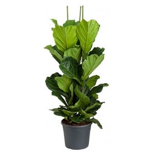 Ficus lyrata L2 kamerplant Ficus lyrata L2 kamerplant